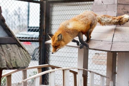 Места где можно не только перекусить и отдохнуть, но и пообщаться с животными. 02