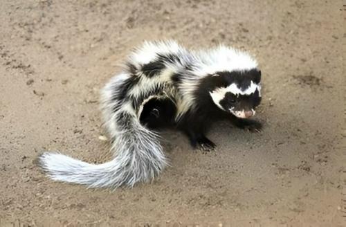 Зорилла: это не скунс, но по своим качествам даже более опасна. 04
