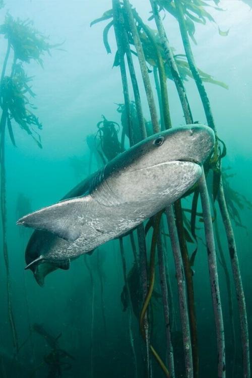 Эта акула родилась при Иване грозном - и до сих пор плавает. 01 Эта акула родилась при Иване грозном - и до сих пор плавает. 01