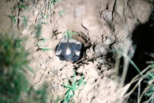 Зорилла: это не скунс, но по своим качествам даже более опасна. 05