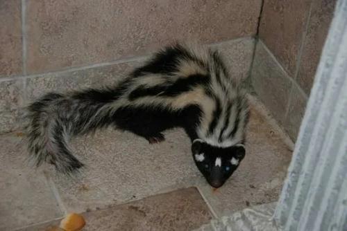 Зорилла: это не скунс, но по своим качествам даже более опасна.  