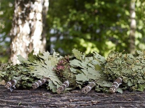 Когда и как заготавливать банные веники. 03