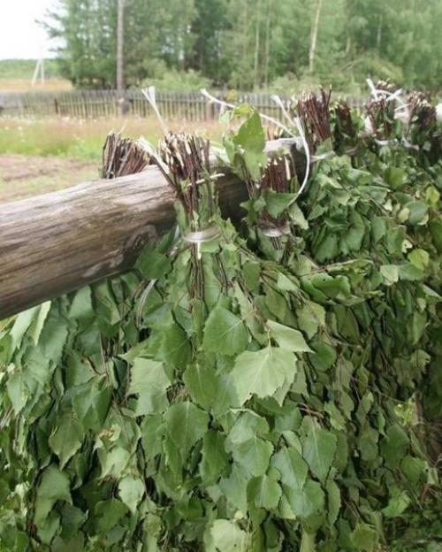 Когда и как заготавливать банные веники. 02