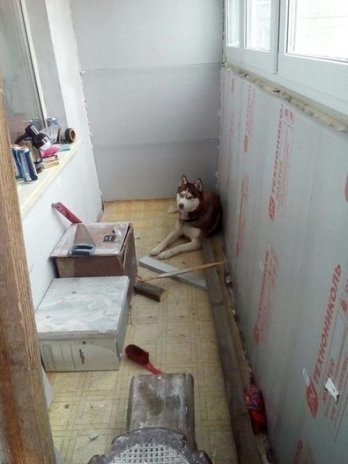 Решили с барбосом лоджию утеплить так он теперь оттуда не вылазит. 03