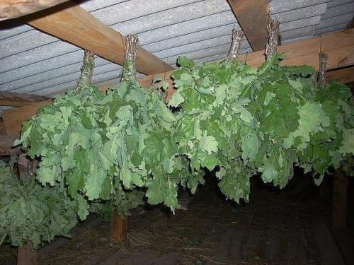 Когда и как заготавливать банные веники. 04