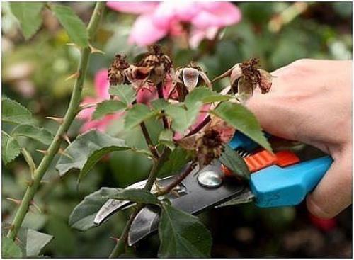 Подготовка роз к зиме. 01 Подготовка роз к зиме. 01