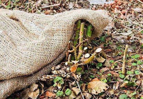 Подготовка роз к зиме. 03 Подготовка роз к зиме. 03