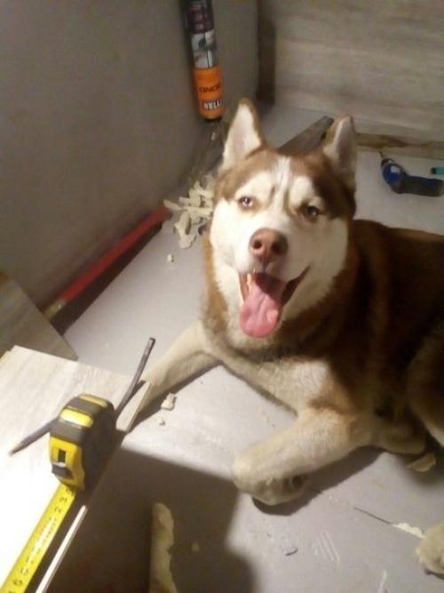 Решили с барбосом лоджию утеплить так он теперь оттуда не вылазит. 04