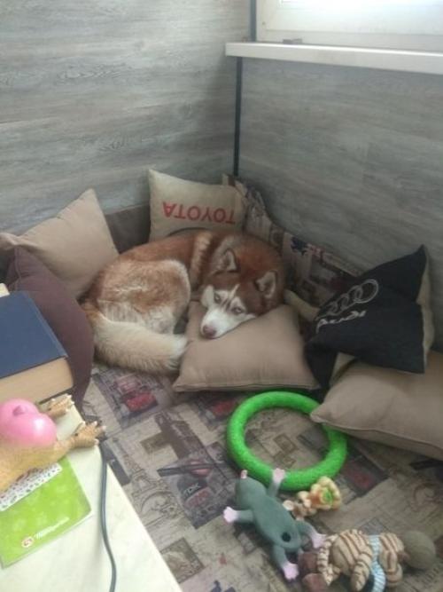 Решили с барбосом лоджию утеплить так он теперь оттуда не вылазит. 07