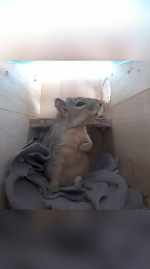 Животные VS гром. 01