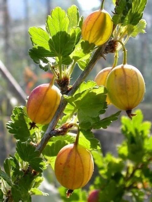 Обрезка кустов крыжовника. 01 Обрезка кустов крыжовника. 01