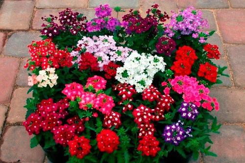 Мы выращиваем вербену - украшение сада. 04