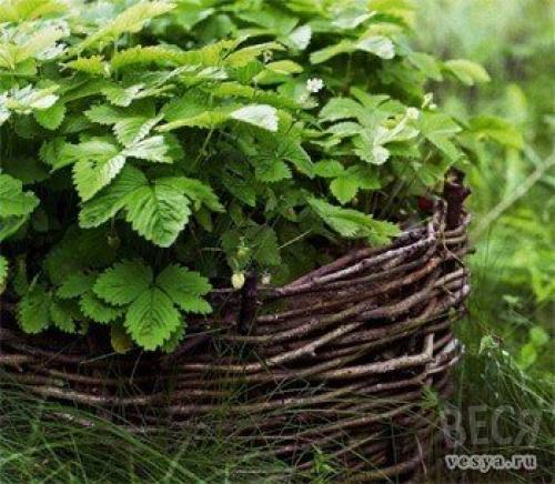 Мы делаем плетёные оградки для клумб. 01