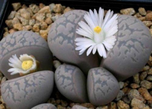 Для тех, кто периодически забывает поливать цветы, давно существуют виды, не требующие особого ухода. 03