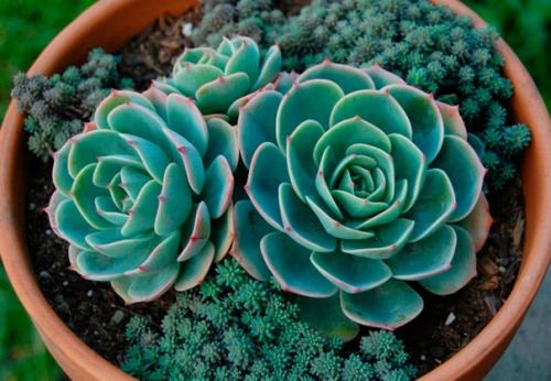 Для тех, кто периодически забывает поливать цветы, давно существуют виды, не требующие особого ухода. 01