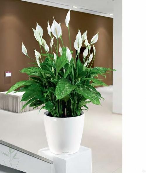 Для тех, кто периодически забывает поливать цветы, давно существуют виды, не требующие особого ухода. 04