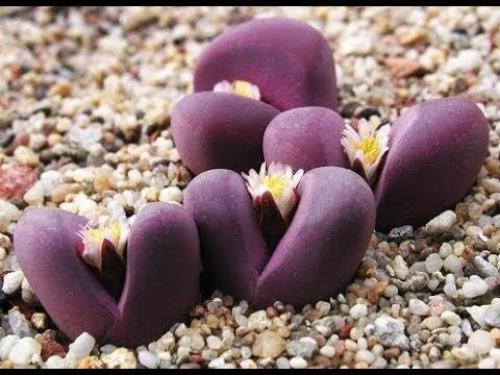 Для тех, кто периодически забывает поливать цветы, давно существуют виды, не требующие особого ухода. 02