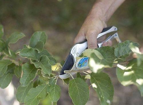 Прививка яблони летом: окулировка за кору. 05