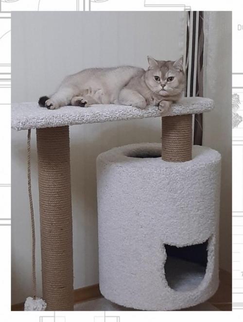 Каждый из нас кто имеет любимого питомца хочет улучшить его жилищные условия. 02 Каждый из нас кто имеет любимого питомца хочет улучшить его жилищные условия. 02