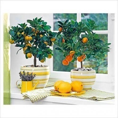 С чего начать выращивание лимона дома. 01 С чего начать выращивание лимона дома. 01