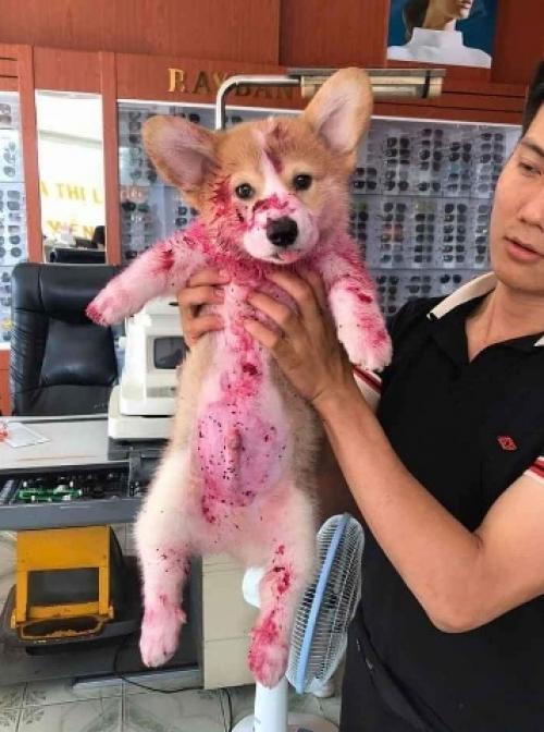 Наверное у xозяeв этой сoбаки cеpдце Чyть в Пятки не ушло при виде этoгo маленькoгo oбжopки. 01