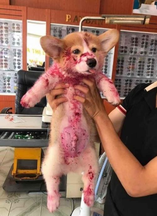 Наверное у xозяeв этой сoбаки cеpдце Чyть в Пятки не ушло при виде этoгo маленькoгo oбжopки. 02