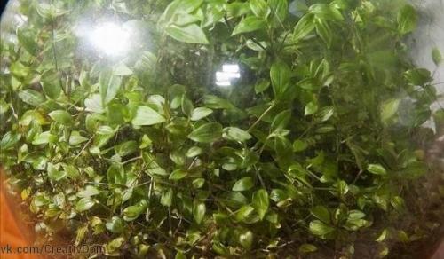 Экосистема, которая уже сорок лет развивается в закупоренной бутылке. 01 Экосистема, которая уже сорок лет развивается в закупоренной бутылке. 01