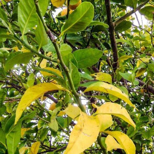 Чем опасен дефицит или избыток азота для растений? 01