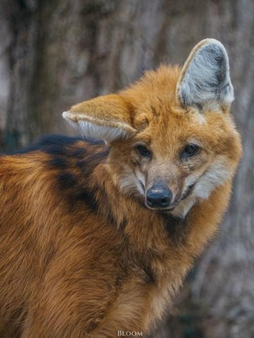 Эти фотографии сняты в центре по изучению исчезающих Видов волков. 

