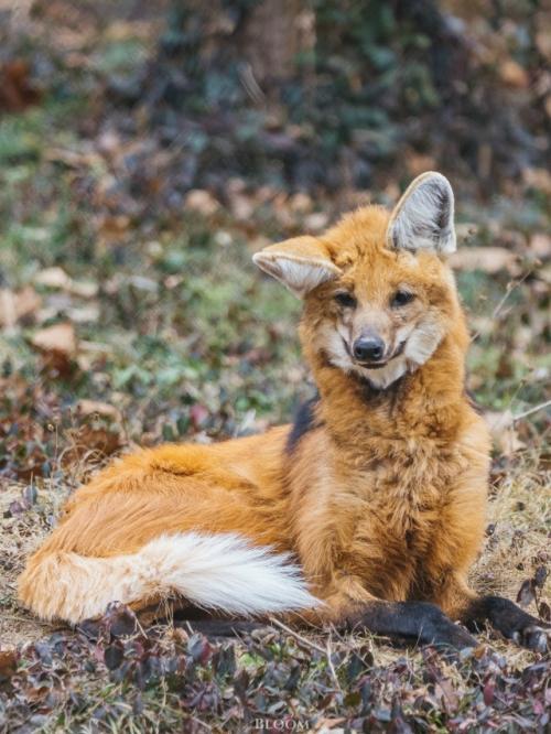 Эти фотографии сняты в центре по изучению исчезающих Видов волков. 04