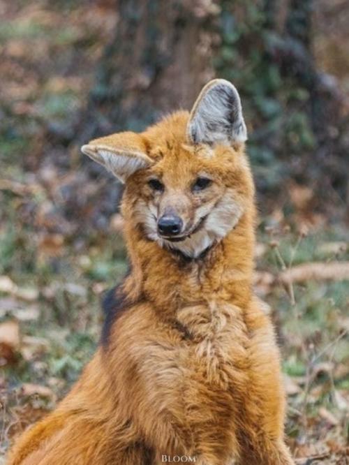 Эти фотографии сняты в центре по изучению исчезающих Видов волков. 02