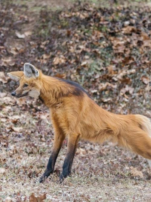 Эти фотографии сняты в центре по изучению исчезающих Видов волков. 03