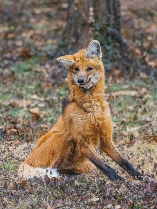 Эти фотографии сняты в центре по изучению исчезающих Видов волков. 01