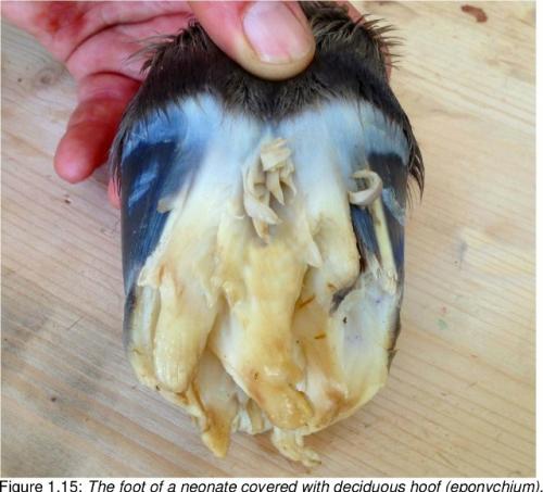 Щупальца на копытах жеребят: зачем это нужно? 03 Щупальца на копытах жеребят: зачем это нужно? 03