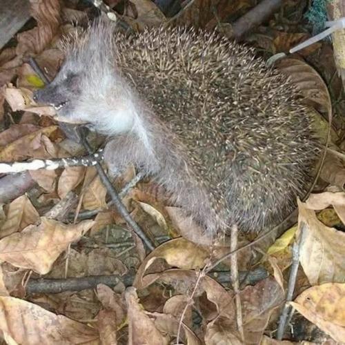  Внимание!  Только в том случае, если вы нашли 