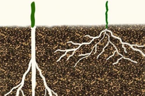 Как получить небывалый урожай капусты. 03