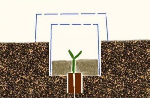 Как получить небывалый урожай капусты. 04