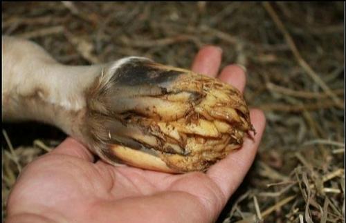 Щупальца на копытах жеребят: зачем это нужно? 02 Щупальца на копытах жеребят: зачем это нужно? 02