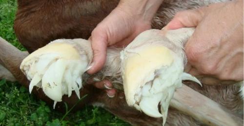 Щупальца на копытах жеребят: зачем это нужно? 01 Щупальца на копытах жеребят: зачем это нужно? 01