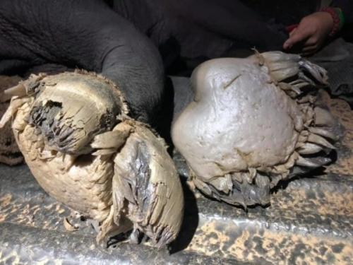 Щупальца на копытах жеребят: зачем это нужно? 04 Щупальца на копытах жеребят: зачем это нужно? 04