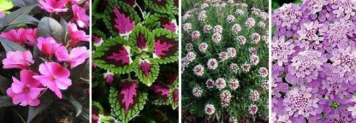 Оформление цветников: 6 идей для дачного сада. 08