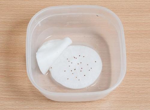 Выращивание земляники из семян в торфяных таблетках. 01 Выращивание земляники из семян в торфяных таблетках. 01