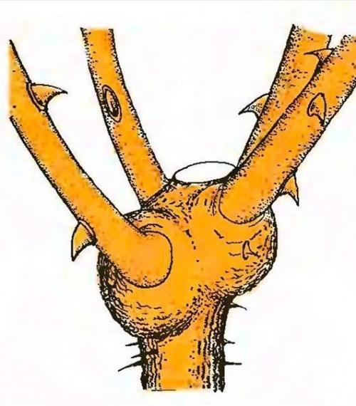 Штамбовые розы.   Штамбовые розы получают при помощи окулировки на стебель морщинистой розы или шиповника. 02