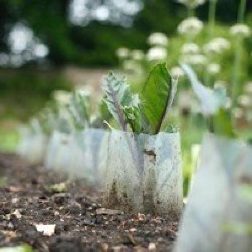 Капуста: как сеять в грунт. 06 Капуста: как сеять в грунт. 06