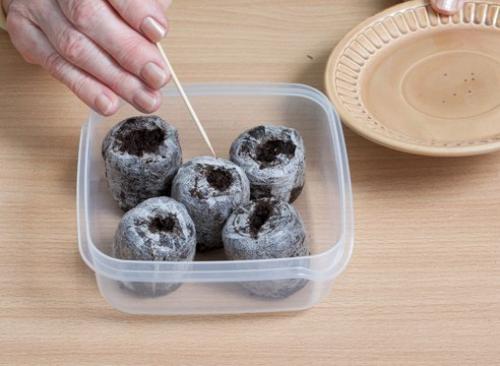 Выращивание земляники из семян в торфяных таблетках. 02 Выращивание земляники из семян в торфяных таблетках. 02