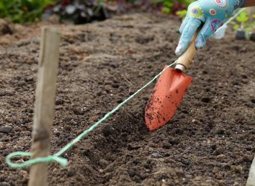 Выращивание земляники из семян в торфяных таблетках. 06 Выращивание земляники из семян в торфяных таблетках. 06