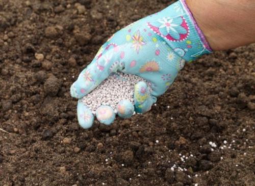 Выращивание земляники из семян в торфяных таблетках. 05 Выращивание земляники из семян в торфяных таблетках. 05