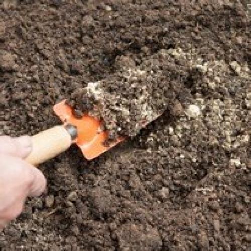 Капуста: как сеять в грунт. 01 Капуста: как сеять в грунт. 01