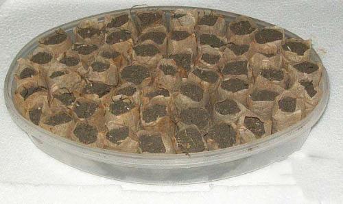 Необычный способ выращивания рассады. 01