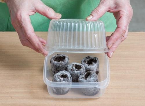 Выращивание земляники из семян в торфяных таблетках. 08 Выращивание земляники из семян в торфяных таблетках. 08